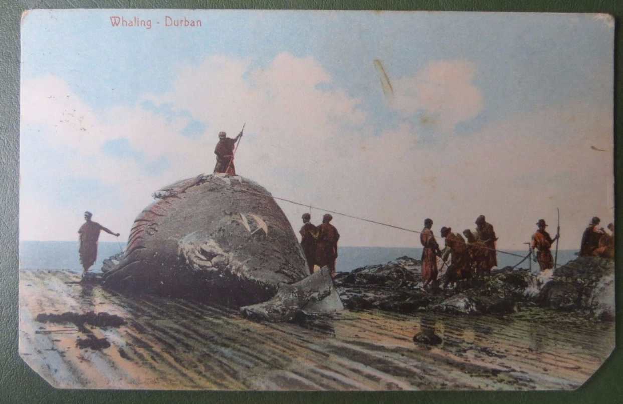 Whaling, Durban, Natal, South Africa