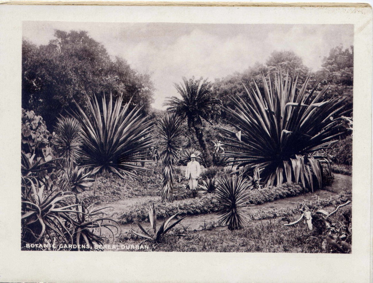 Natal, Botanic Gardens, Berea, Durban