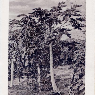 Natal, Papaws Tree, Natal