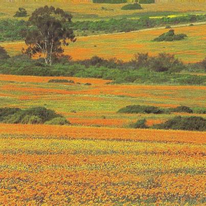 Namaqualand, Kamieskroon Skilpad Wildflower Reserve