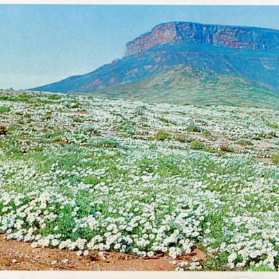 Daisies Namaqualand Cape