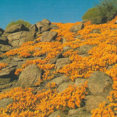 Namaqualand_Nababeep