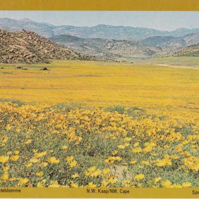 Spring Flowers, Namakwaland