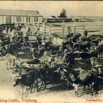 Cape Province Vryburg, Trucking Cattle