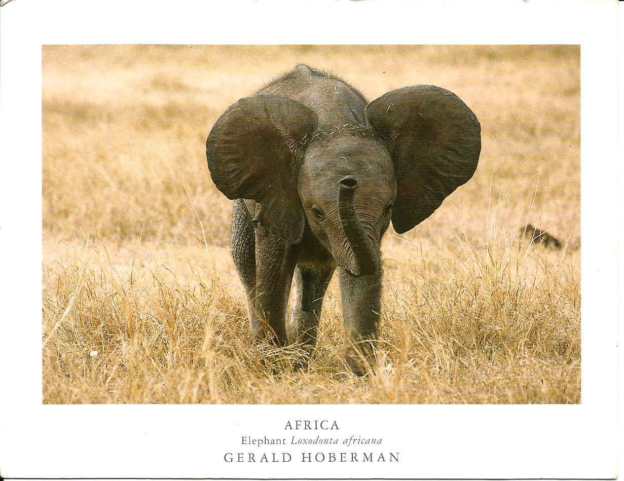 Olifant_1