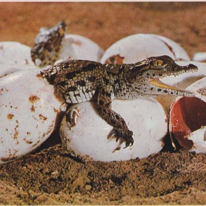 Crocodiles hatching