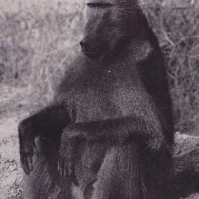 Kaapse Bobbejaan_Chacma Baboon