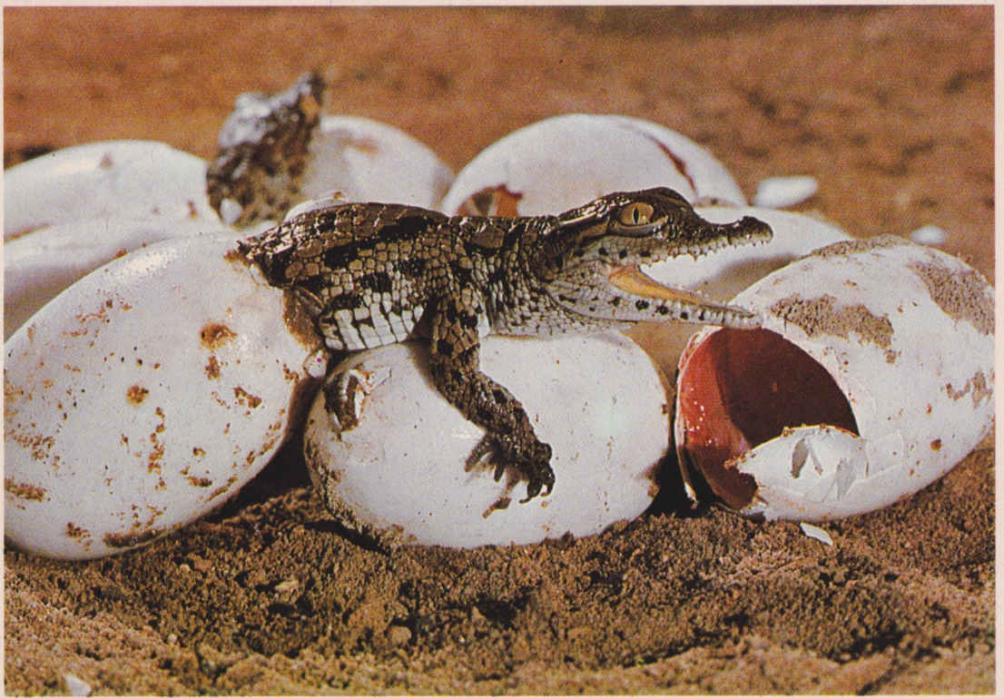 Crocodiles hatching