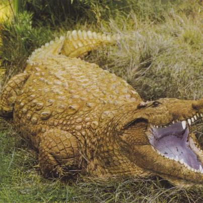 Crocodile