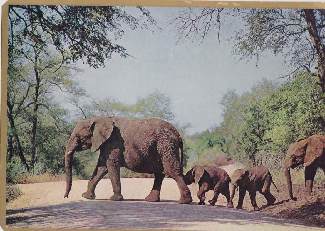 Elephants, Kruger National Park