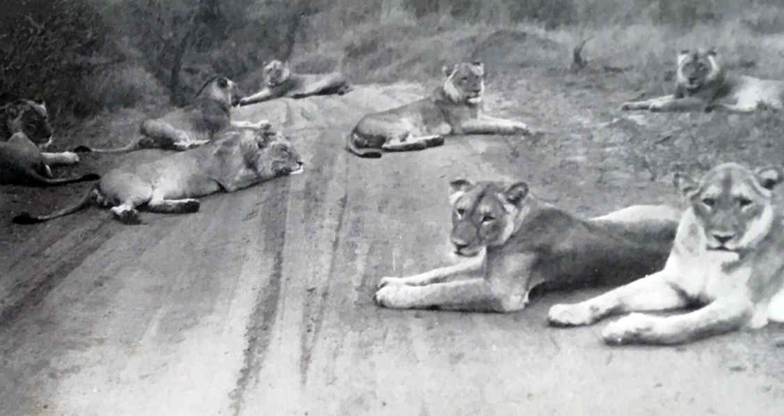 Pride of Lions Kruger National Park-2