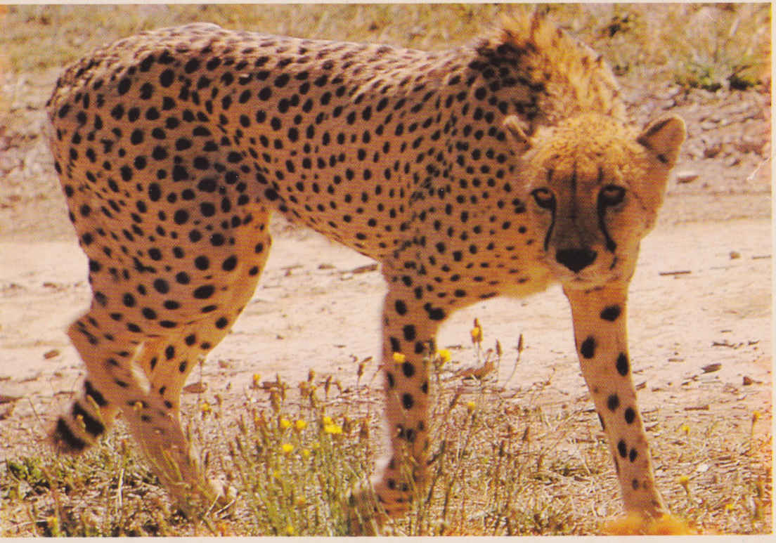 Cheetah