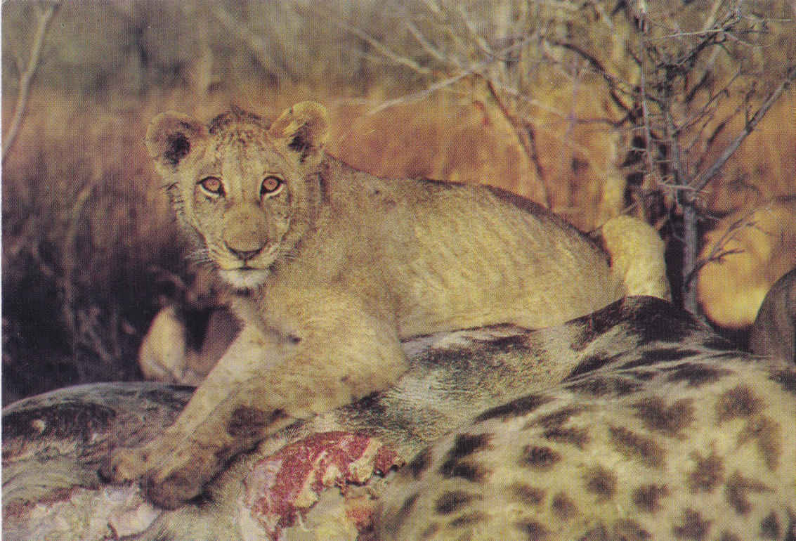 The Kill, Kruger National Park