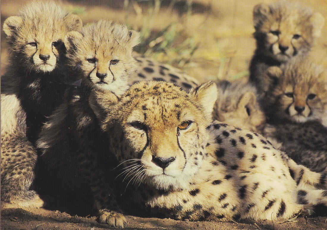 Cheetah mother with young