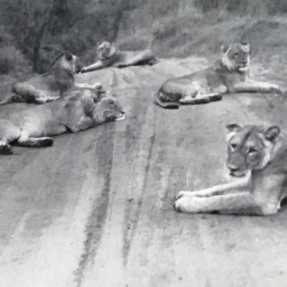 Pride of Lions Kruger National Park-2