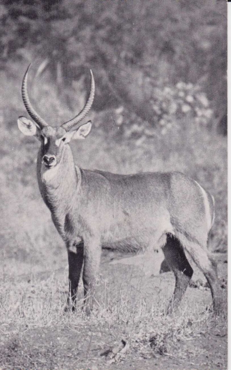 Waterbuck bull, Kruger National Park