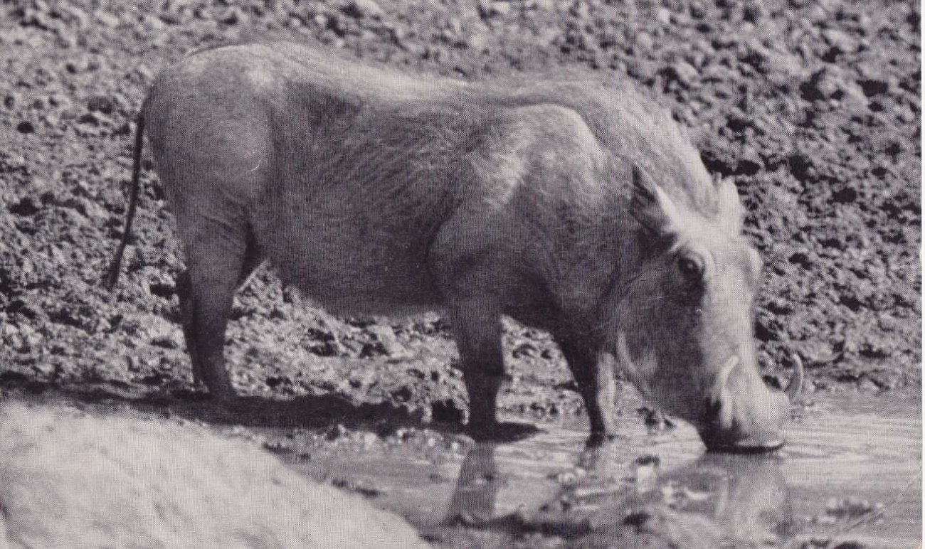 Warthog, Kruger National Park