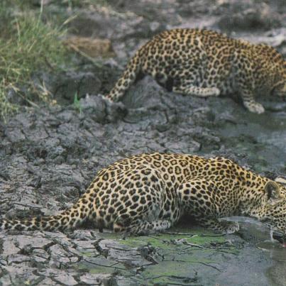 Leopards drinking