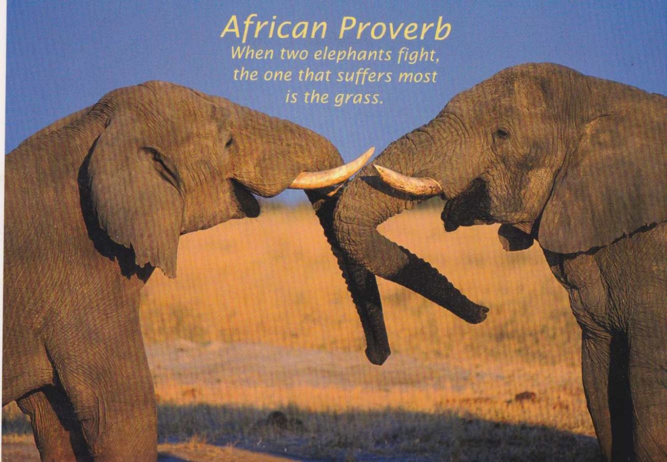 Elephants1