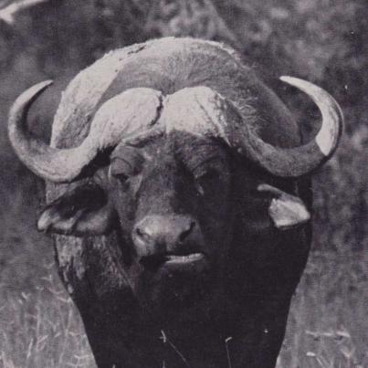 Buffalo, Kruger National Park