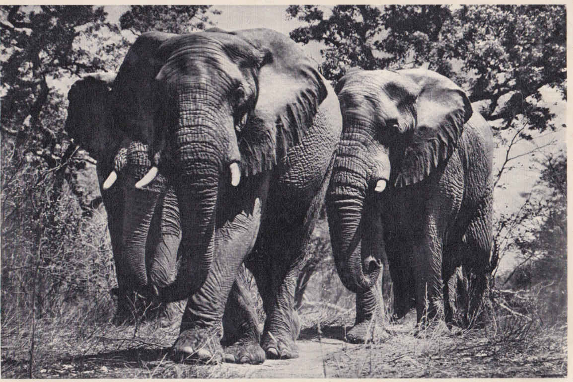 Elephants on the prowl, Kruger National Park