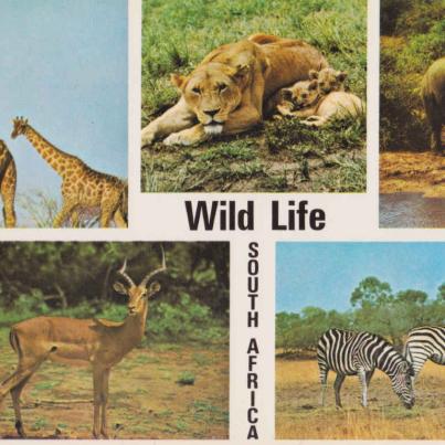 Wild Life - South Africa