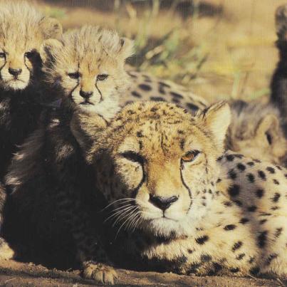 Cheetah mother with young