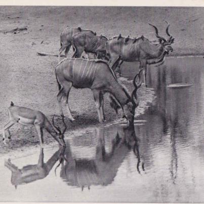 Kudu, Kruger National Park