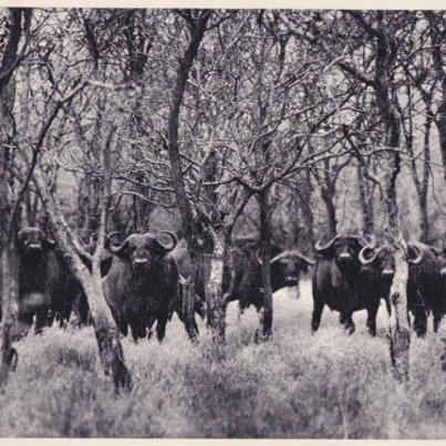 Buffaloes, Kruger National Park