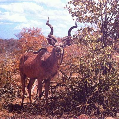 Nasionale Krugerwildtuin, Koedoebul