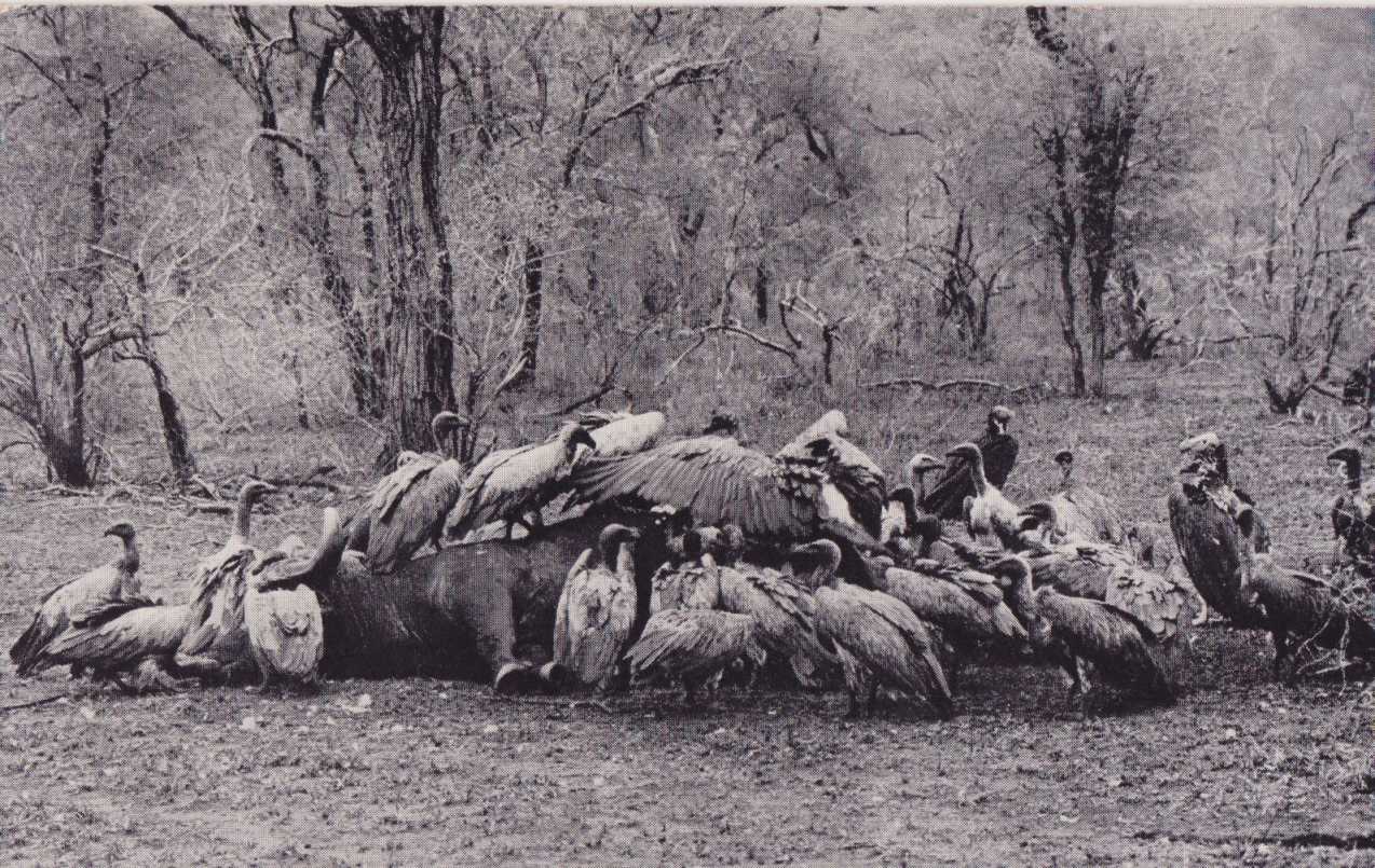 Vultures at a buffalo carcass, Kruger National Park