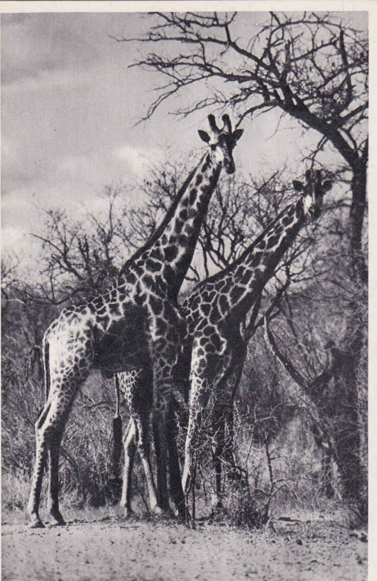 Giraffe, Kruger National Park