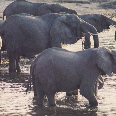 Elephants Waterhole