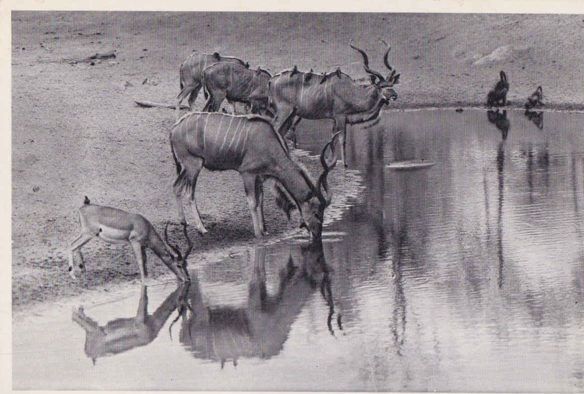 Kudu, Kruger National Park