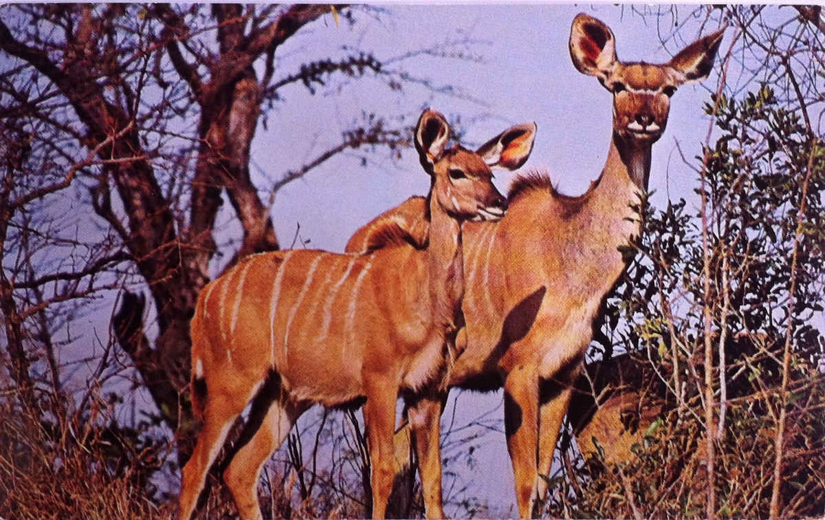 Nasionale Krugerwildtuin, Nuuskierige koedoes