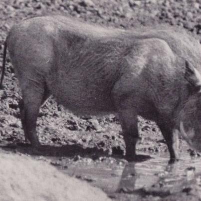 Warthog, Kruger National Park