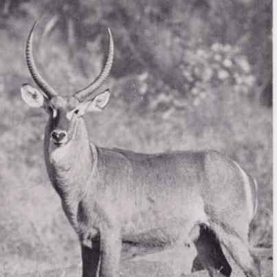 Waterbuck bull, Kruger National Park