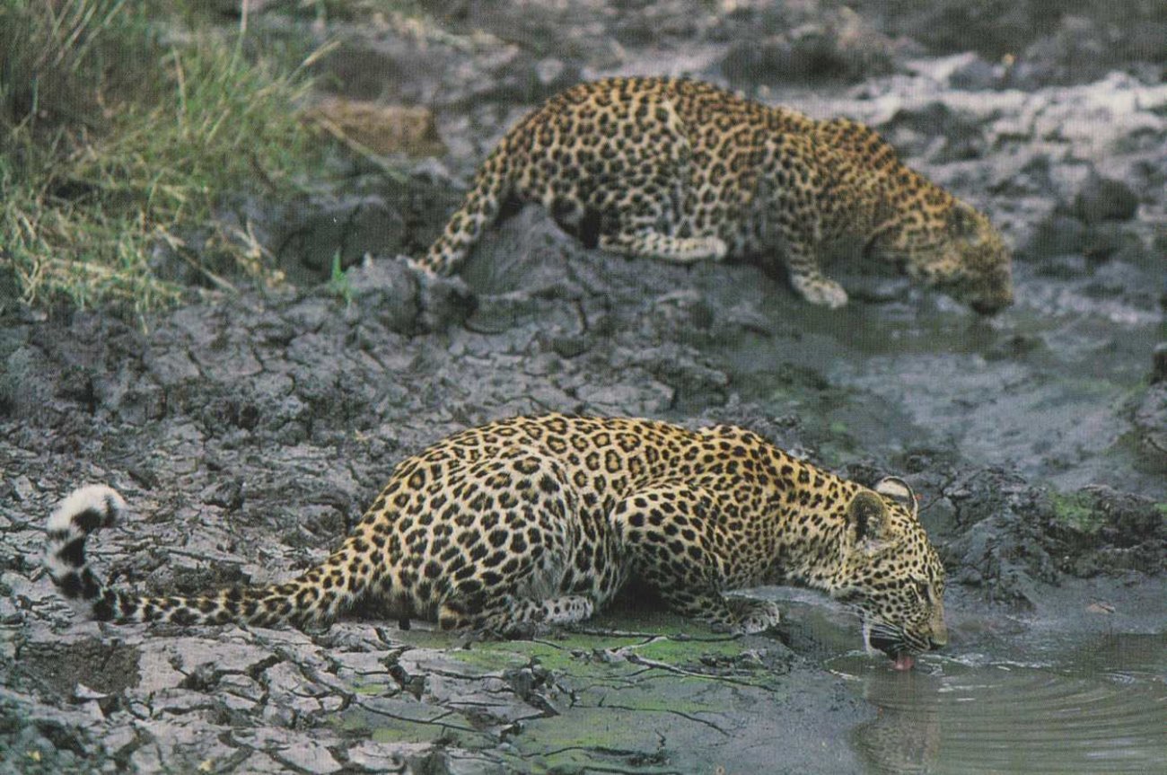 Leopards drinking