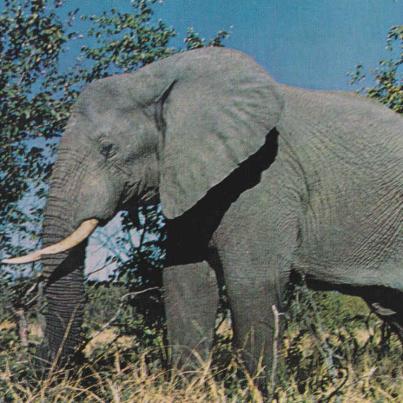 Elephant, Kruger National Park