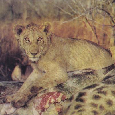 The Kill, Kruger National Park