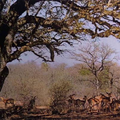 Nasionale Krugerwildtuin, Rooibokke