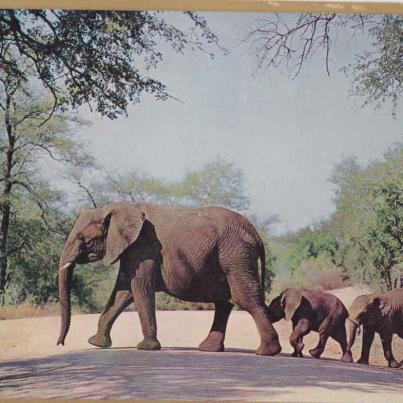 Elephants, Kruger National Park