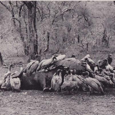 Vultures at a buffalo carcass, Kruger National Park