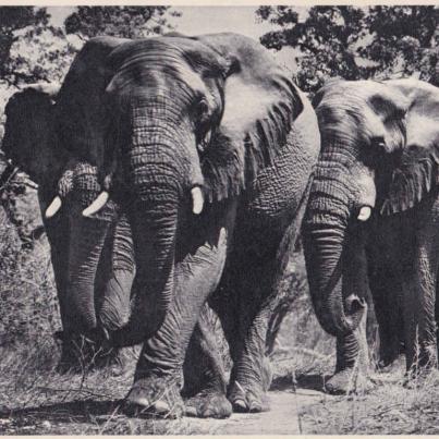 Elephants on the prowl, Kruger National Park