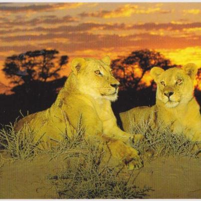 Lionesses