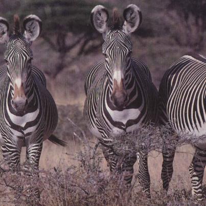 Zebra, Samburu National Park, Kenia