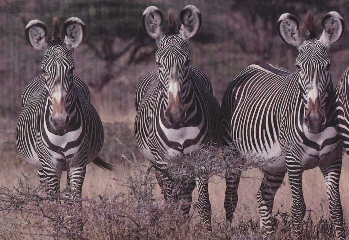 Zebra, Samburu National Park, Kenia