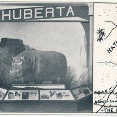 Huberta Hippo Kaffrarian Museum King Williams Town