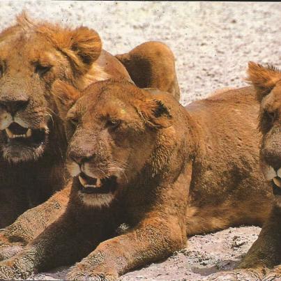 Rwanda, Akagera National Park - Lions
