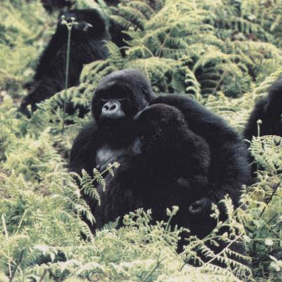 Female and Baby Gorilla, Rwanda 